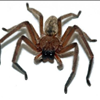 Huntsman Spider