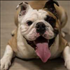 Industrial Hemp CBD Dog Treats Phyto-Bites From CBD Unlimited Call 480-999-0097 Today