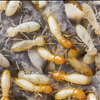 Hernando County Pest Control From Binghams Professional Pest Management Call 727-323-8866