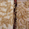 Wood Destroying Organisms Inspections in Florida