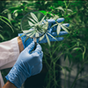 Dr Mary Clifton Iowa Medical Marijuana Card 917-297-7439