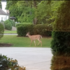 I need to find deer resistant flowers for our flower beds