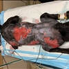 Let’s Help Boomer heal fast