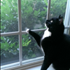 Tuxedo Cat Gifts