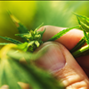 NorCal GCX Hemp Farmers Marketplace Exchange No Agents 415-475-9180