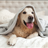 Palmetto Harmony CBD Hemp Pet Products For Sale 843-331-1246