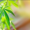 Norcal GCX Online CBD Marketplace For Buyers and Sellers of CBD Oil 415-475-9180