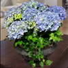Blue Hydrangea Garden Planter with Ivy