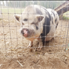 And she met a pig