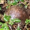 Turtle Spotting Johns Creek Chattahoochee River 