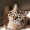 Benefit The No Kill Animal Shelter Best Friends Animal Society with Chavez for Charity 973-337-8551