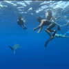 sharks in the water