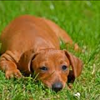 Charleston Dog Fest 2015