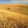 Harvest Time