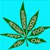 Cannabis