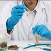 NorCal GCX Marketplace Exchange No Agents Cannabis Extraction Labs 415-475-9180