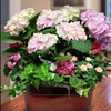 Blooming Hydrangea Garden