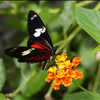 Red Butterfly