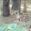 Georgia Deer spotting 