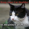 Get Active Cat Products at Healthy Cats Mart