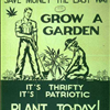 Cannabis