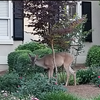 beautiful deer in Johns Creek GA