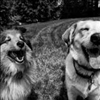 Whole Hemp CBD Dog Treats Phyto-Bites From CBD Unlimited Call 480-999-0097 Today