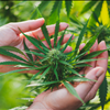 NorCal GCX Hemp Farmers Marketplace Exchange No Middle Man 415-475-9180