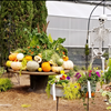 Best pumpkin patch near Atlanta 