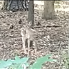 Deers in Georgia 