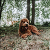 Our pets give us so much love, it's only fair we love them back right? - CBD Unlimited
