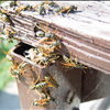Bee Removal Experts In Tampa At Binghams Professional Pest Management Call Us At 727-323-8866