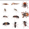 Spring Hill Pest Control From Binghams Pest Management Keeps Your Home Bug Free Call 727-323-8866