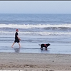Dog walking Folly Beach the Lab is loving it 