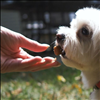 Pets love our CBD treats that don't break down in the baking process! - CBD Unlimited