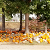 Scottsdale Farm pumpkin patch