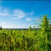 Industrial Hemp Drying Facility Tennessee LB Processors 615-746-8485