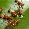 St Petersburg Pest Control Offered By Binghams Professional Pest Management Call 727-323-8866
