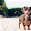 Industrial Hemp CBD Dog Treats Phyto-Bites From CBD Unlimited Call 480-999-0097 Today