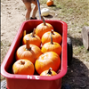 Vivienne loaded her wagon with pumpkins