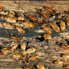 Protect Your Home From Termites With Binghams Pest Control In Tampa And Spring Hill Call 7273238866