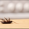 Treat Your Tampa Home For Pests With Binghams Pest Control Call 727-323-8866