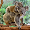 Charity Bracelets Australia Fires Wildlife Animal Rescue Chavez for Charity