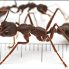 Bulldog Ant