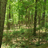 Woods of Georgia 