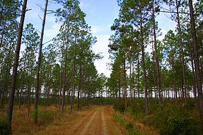 AgForest of Georgia - Buyers of Pine & Hardwood Forest Products and Land Acquisitions