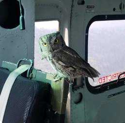 Owl Flies Inside Helicopter To Join Pilot Battling Massive Wildfire