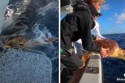 Wild Video of Two Men Saving Turtle From a Tiger Shark Attack