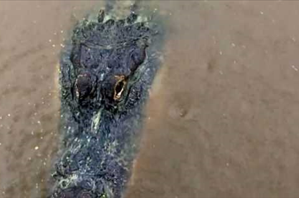 Hurricane Sally: Massive alligator captured swimming in Alabama storm surge