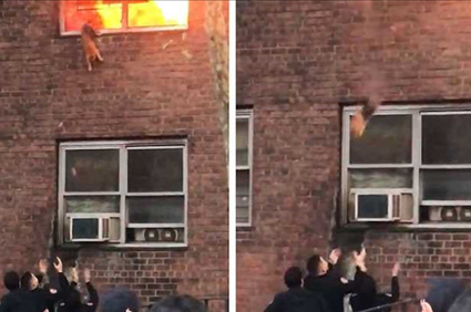 Cat Jumps Out of Burning Building in Harlem, Miraculously Survives